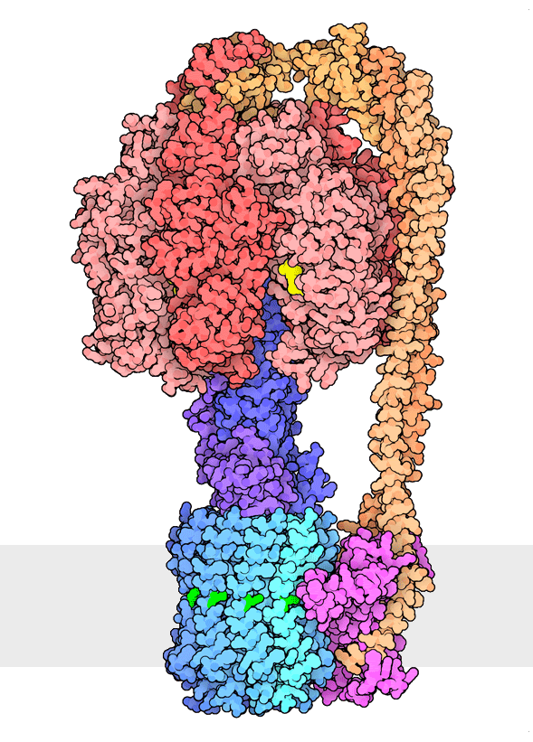 ATP synthase rotation mechanism animation